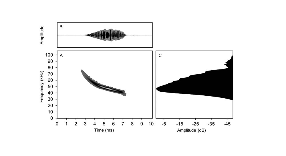 A figure of a bat echolocation created by Darrian Washinger used in the online handbook.